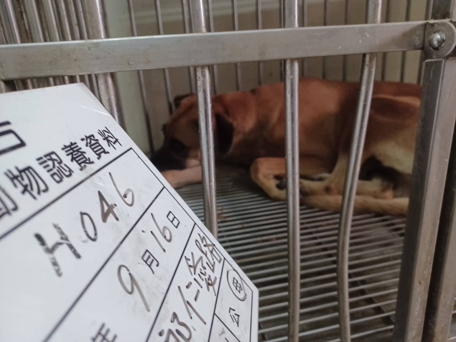 混種犬