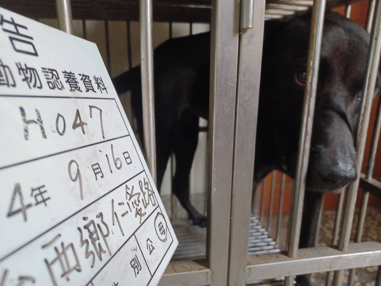 混種犬