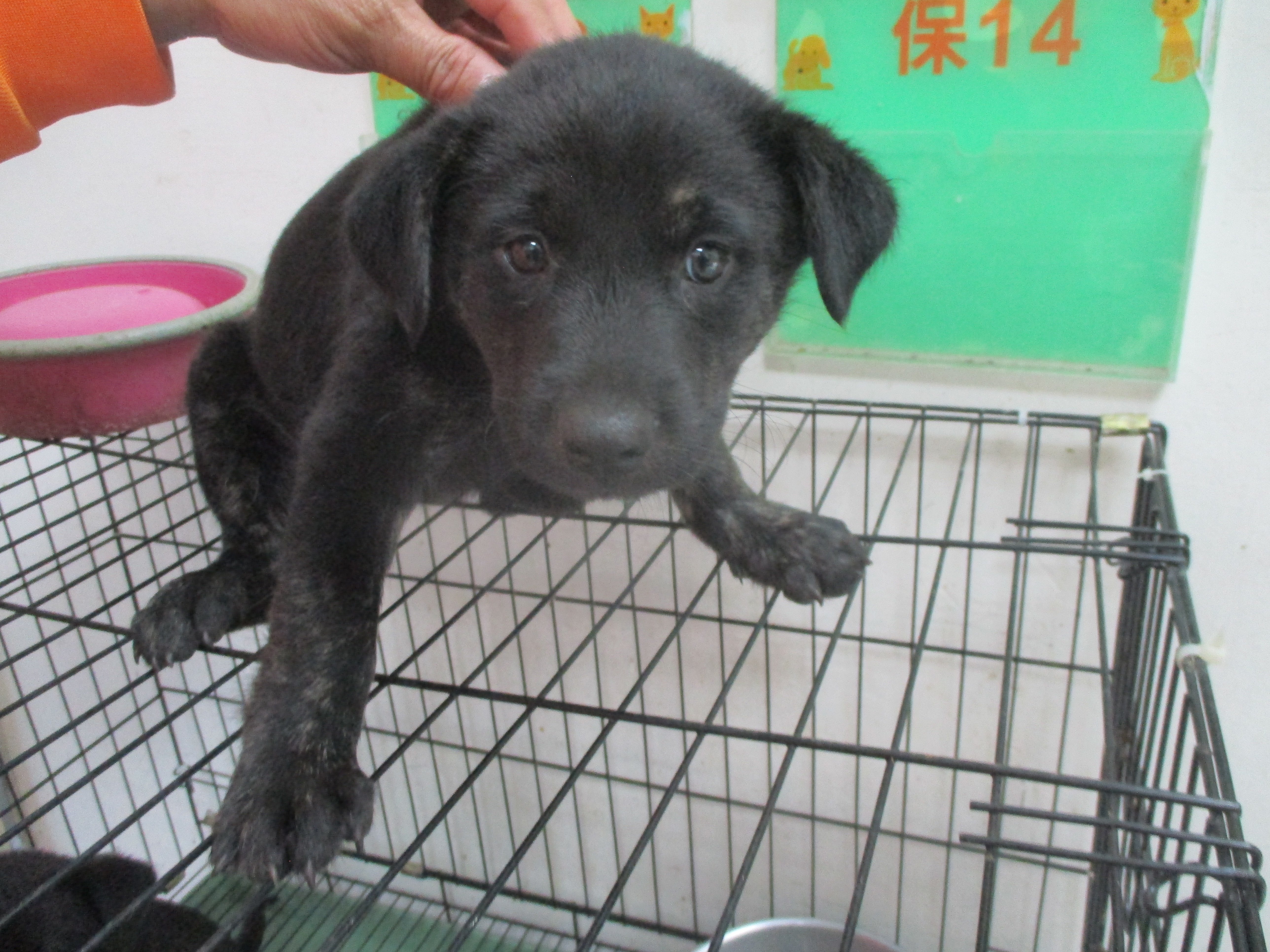 混種犬