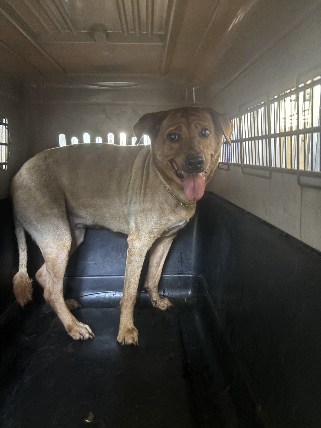 混種犬