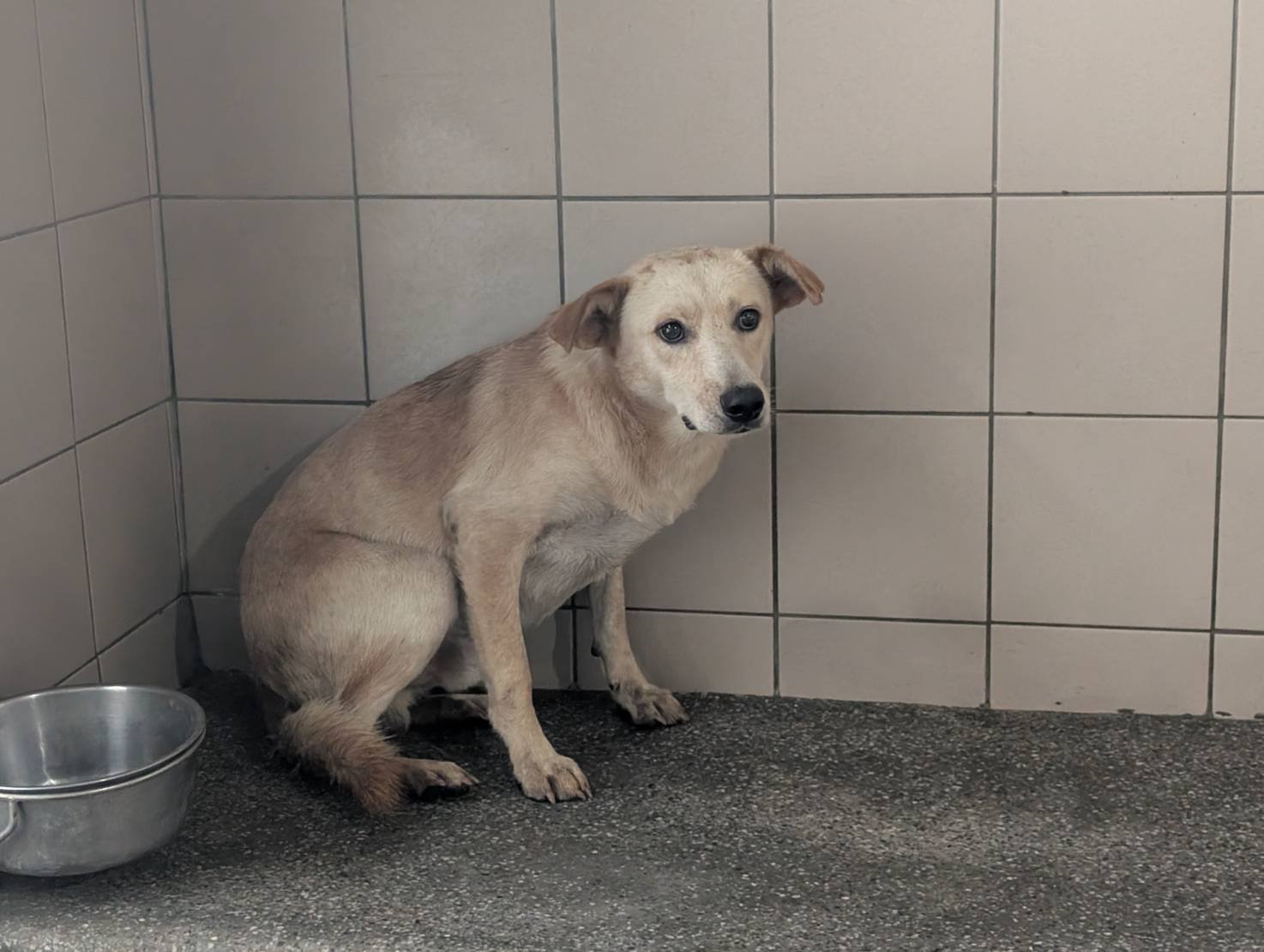 混種犬