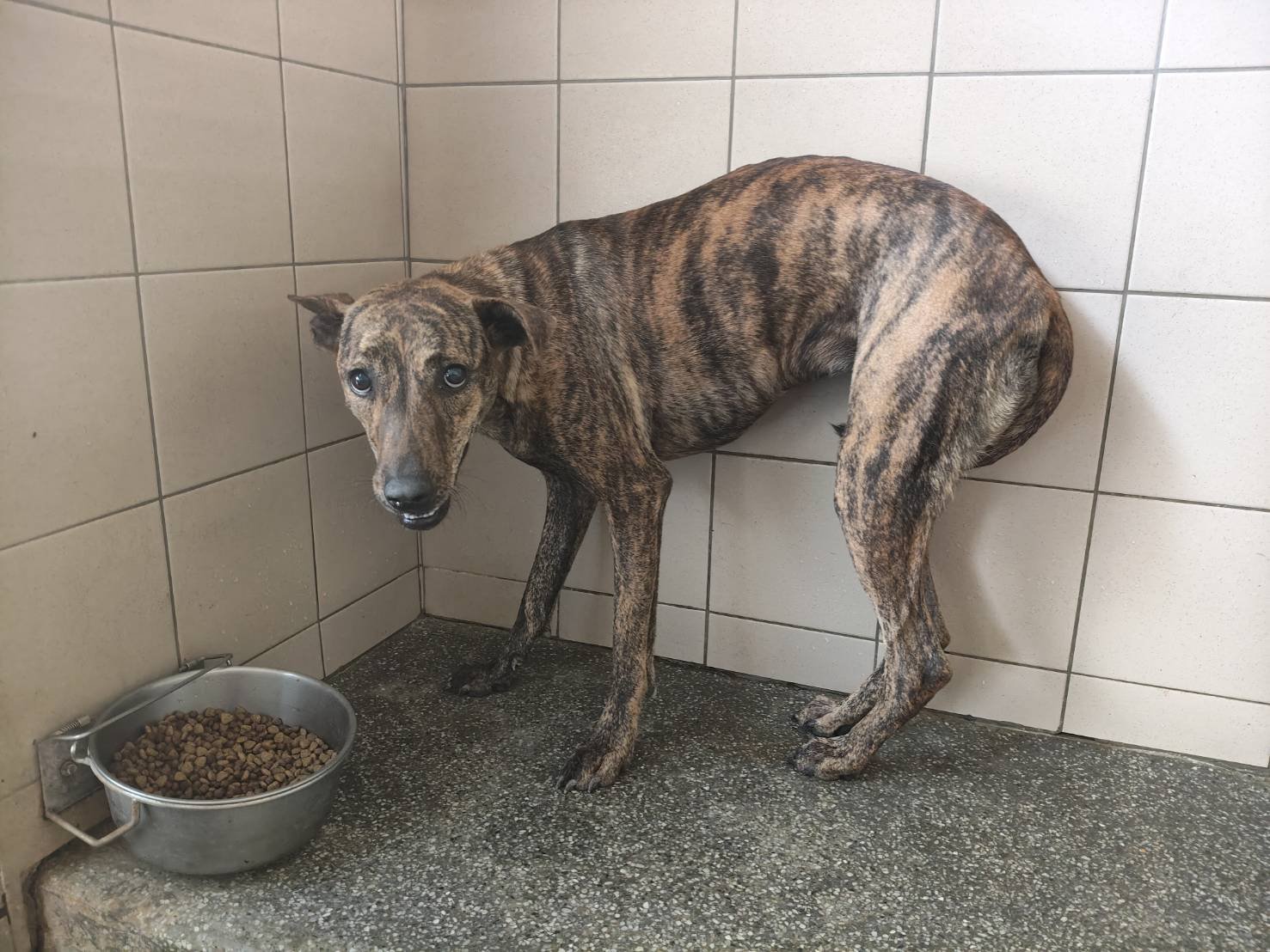 混種犬