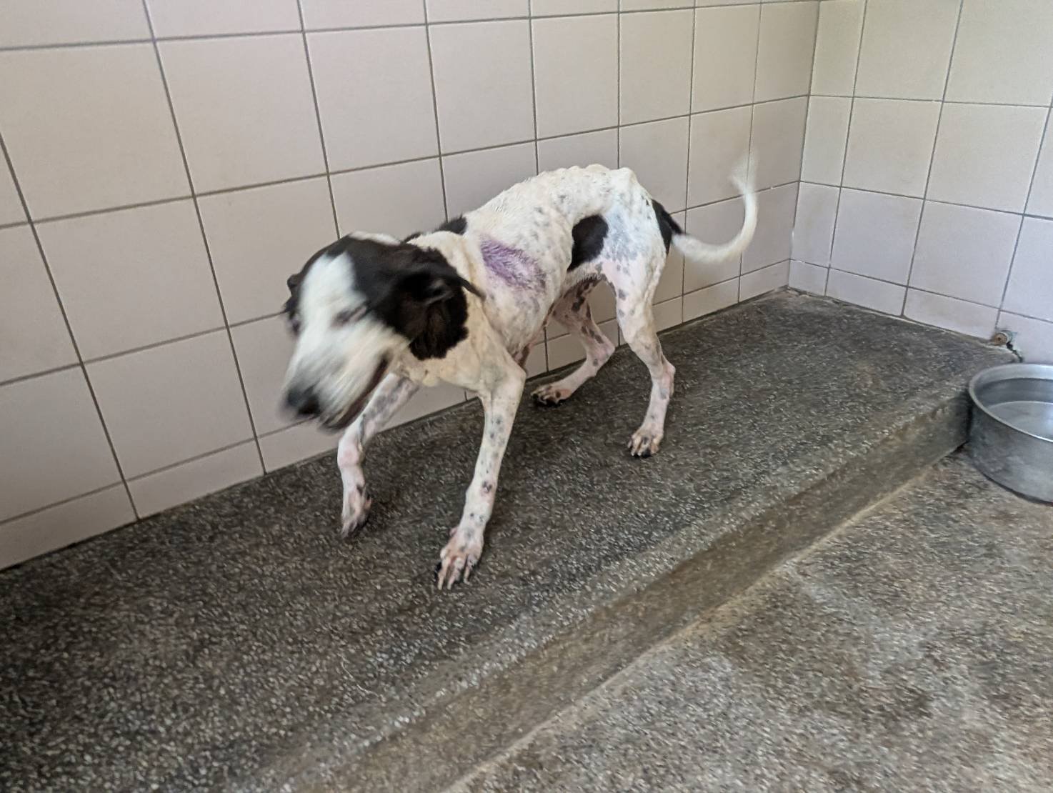 混種犬