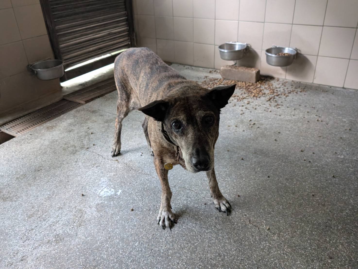 混種犬