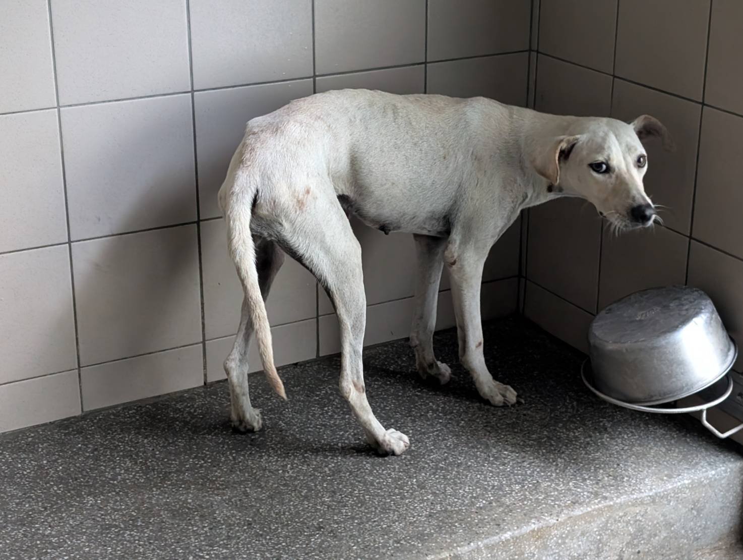 混種犬