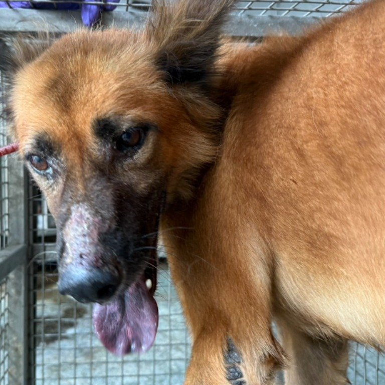 混種犬