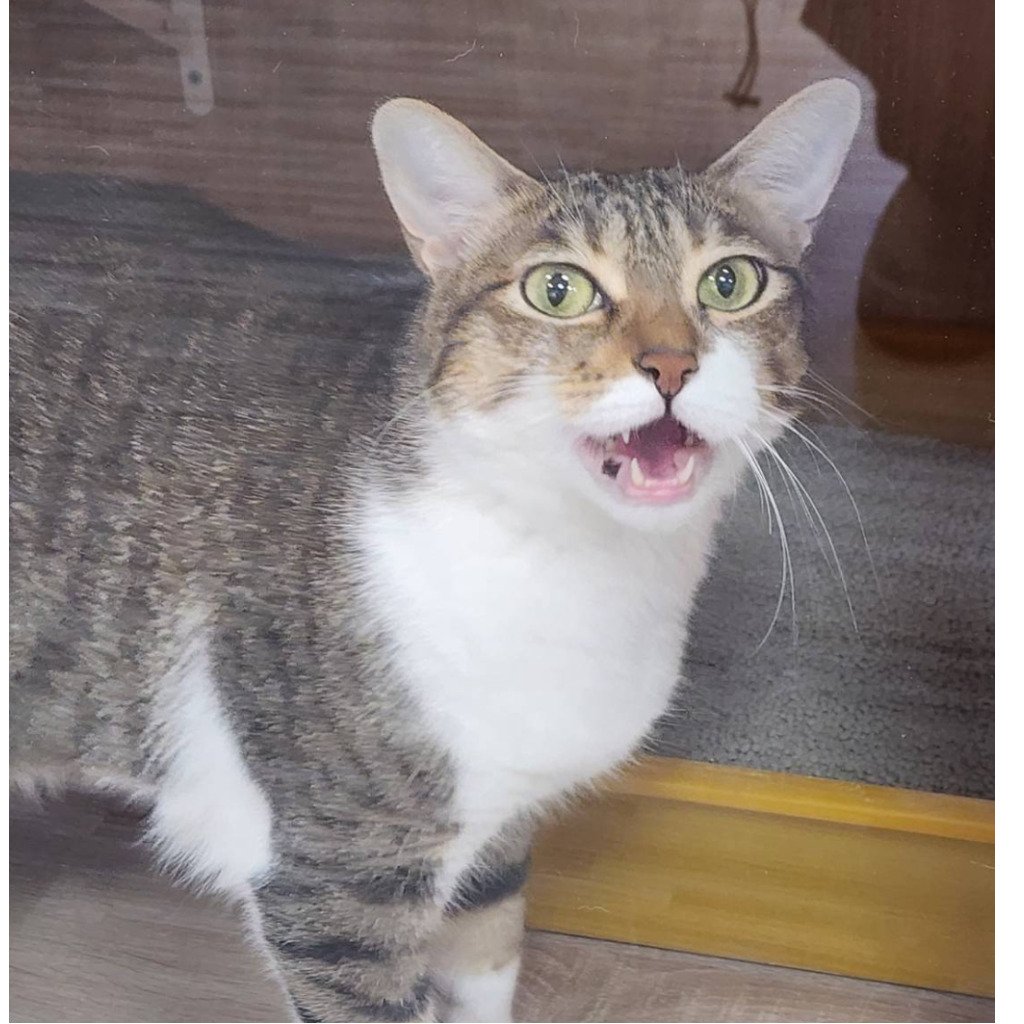 混種貓