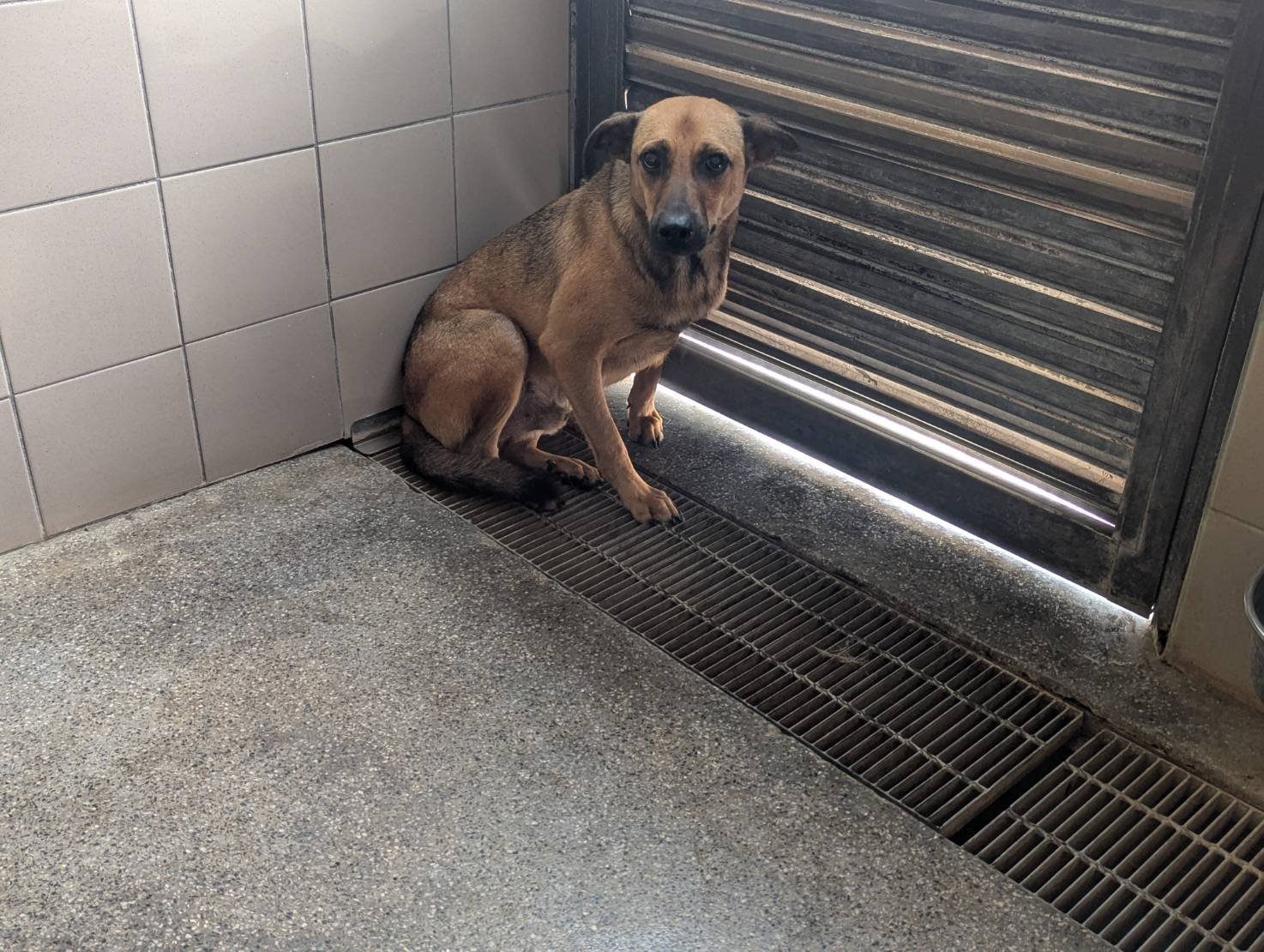混種犬