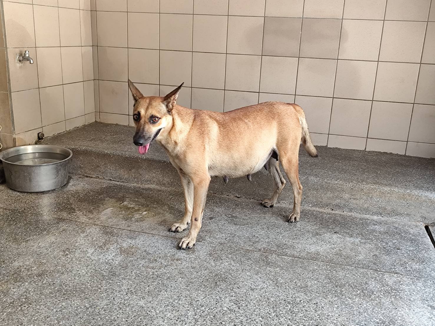混種犬