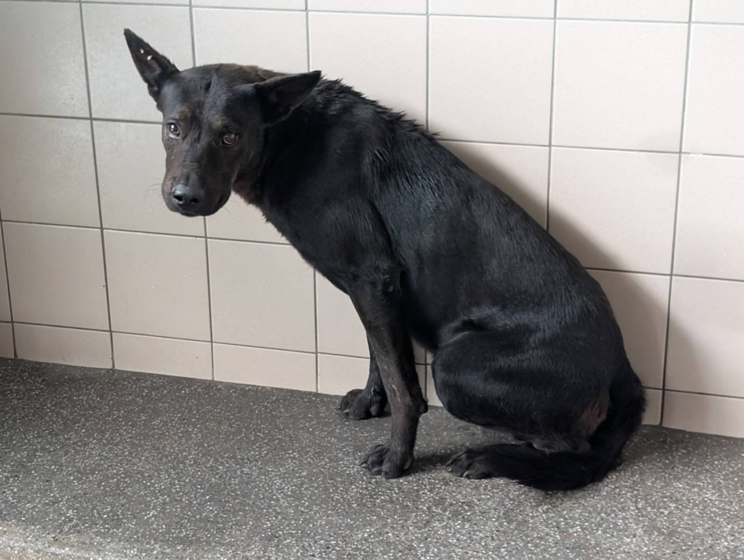 混種犬