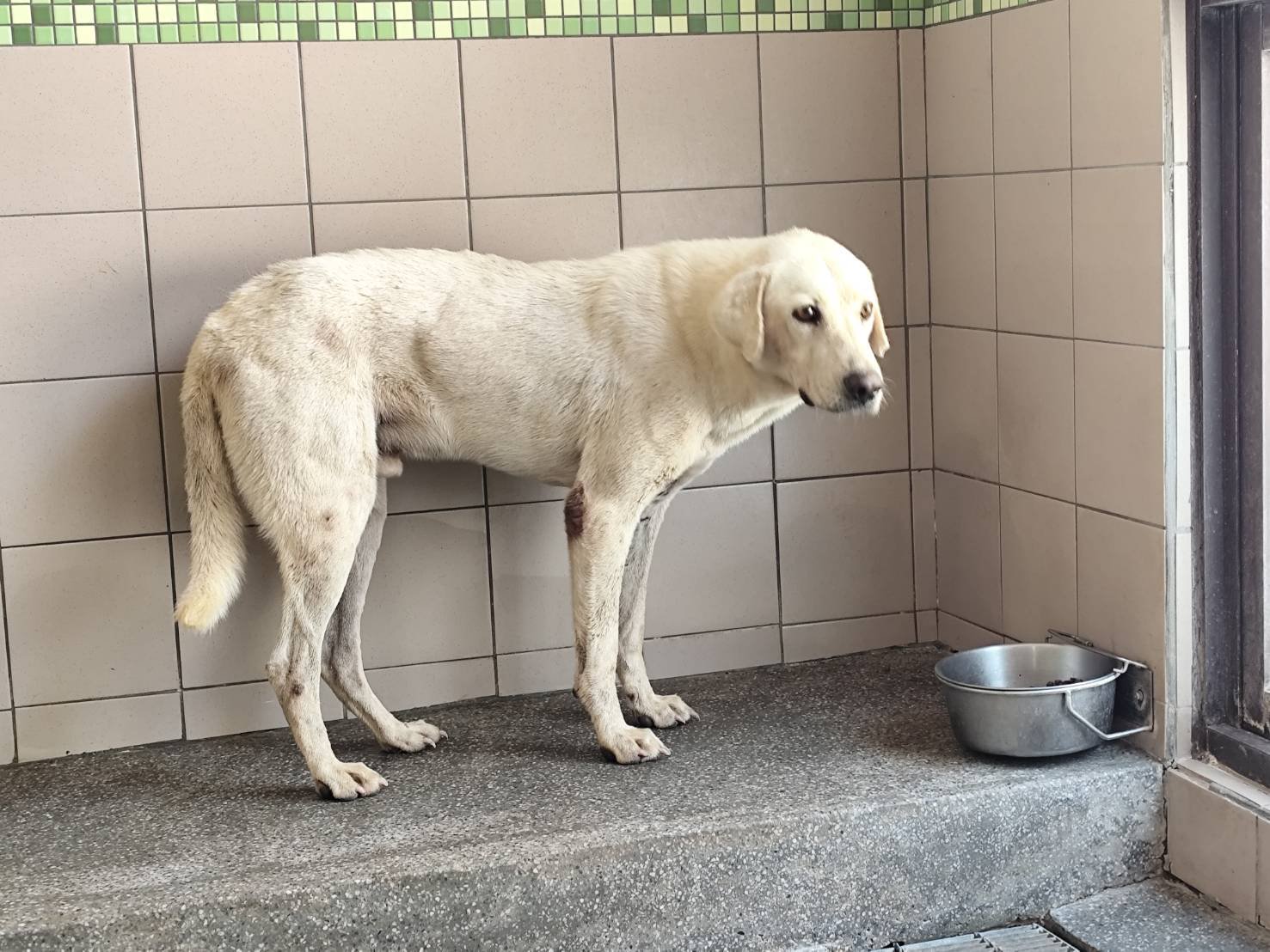 混種犬