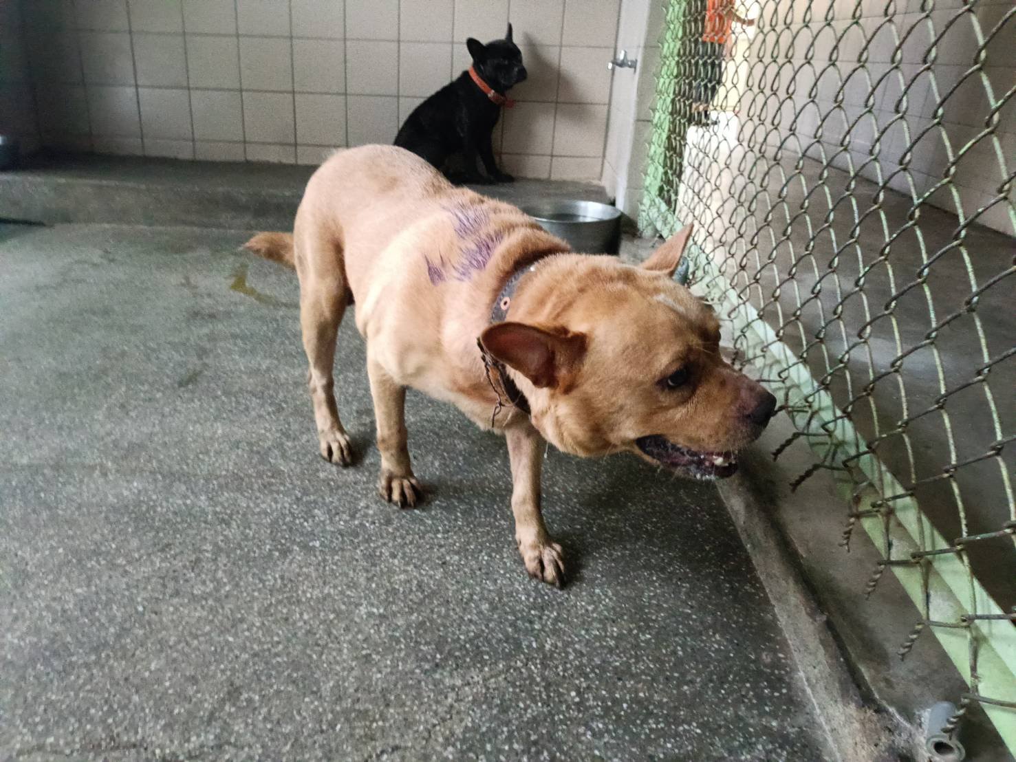 混種犬