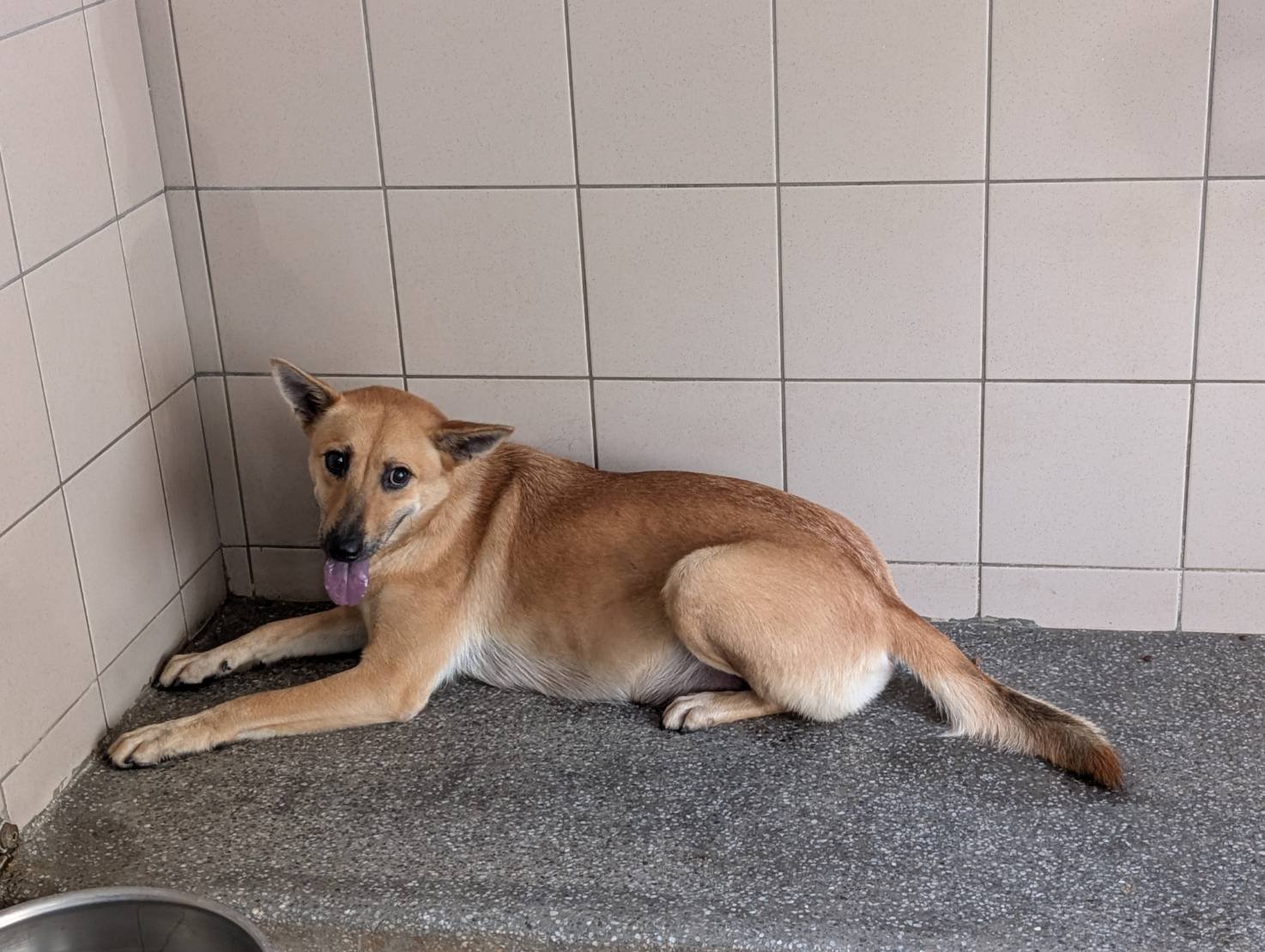 混種犬