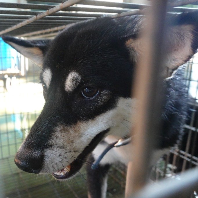 柴犬