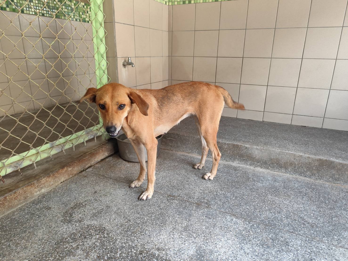 混種犬