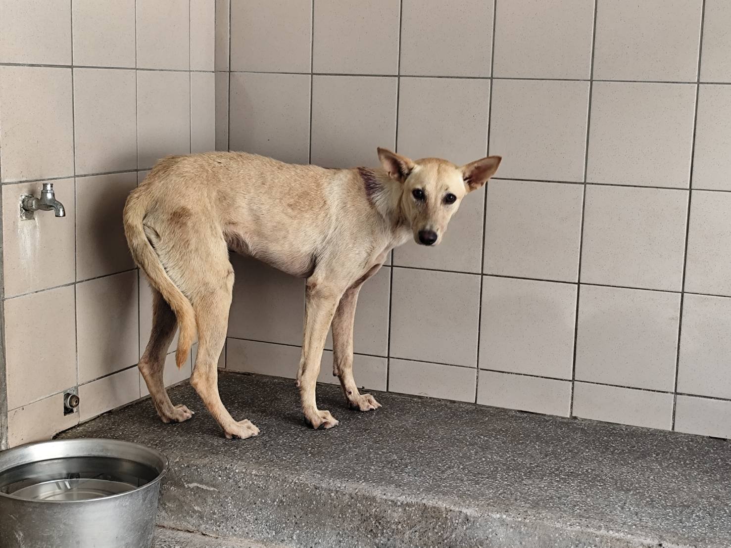 混種犬