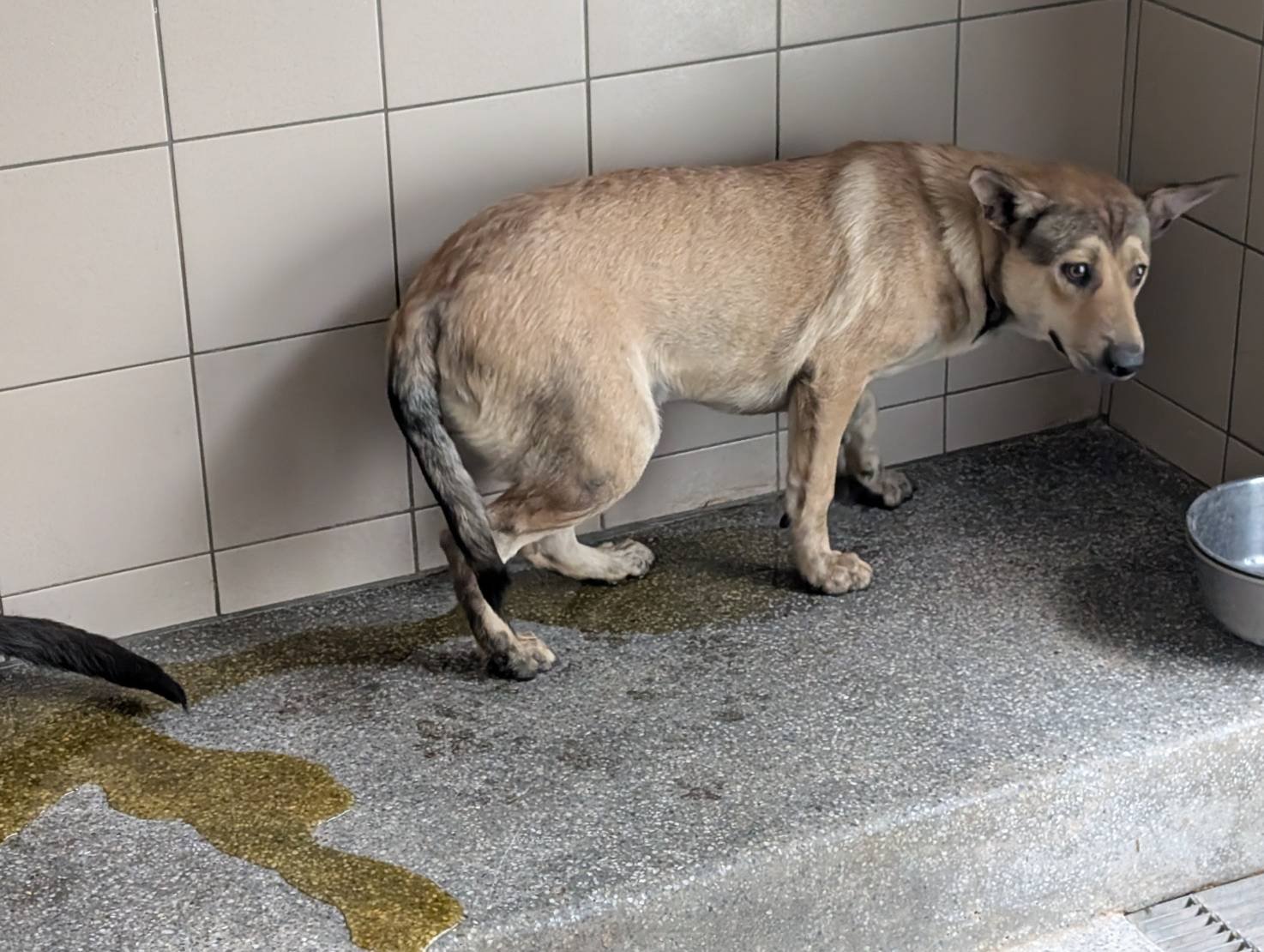 混種犬