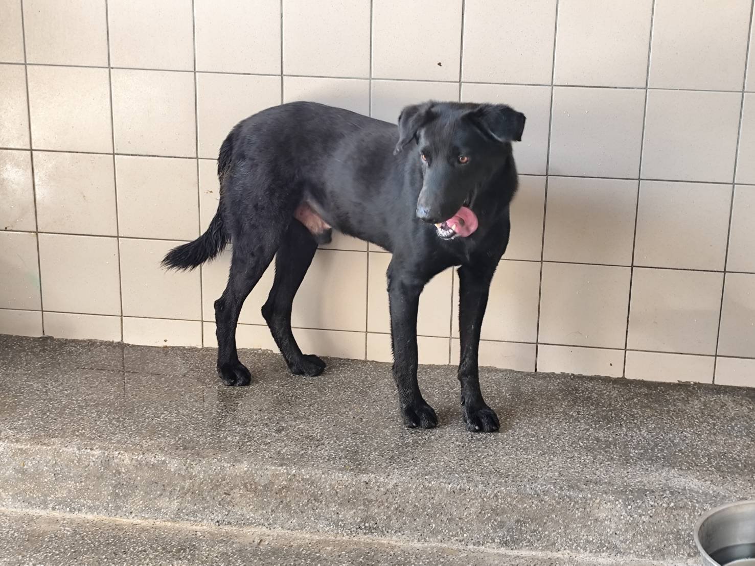 混種犬