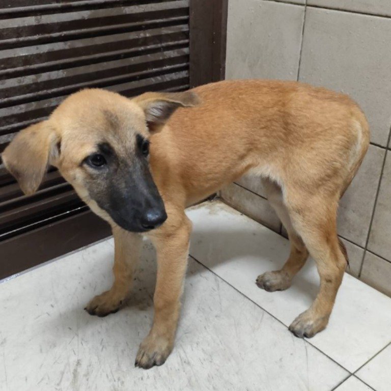 混種犬