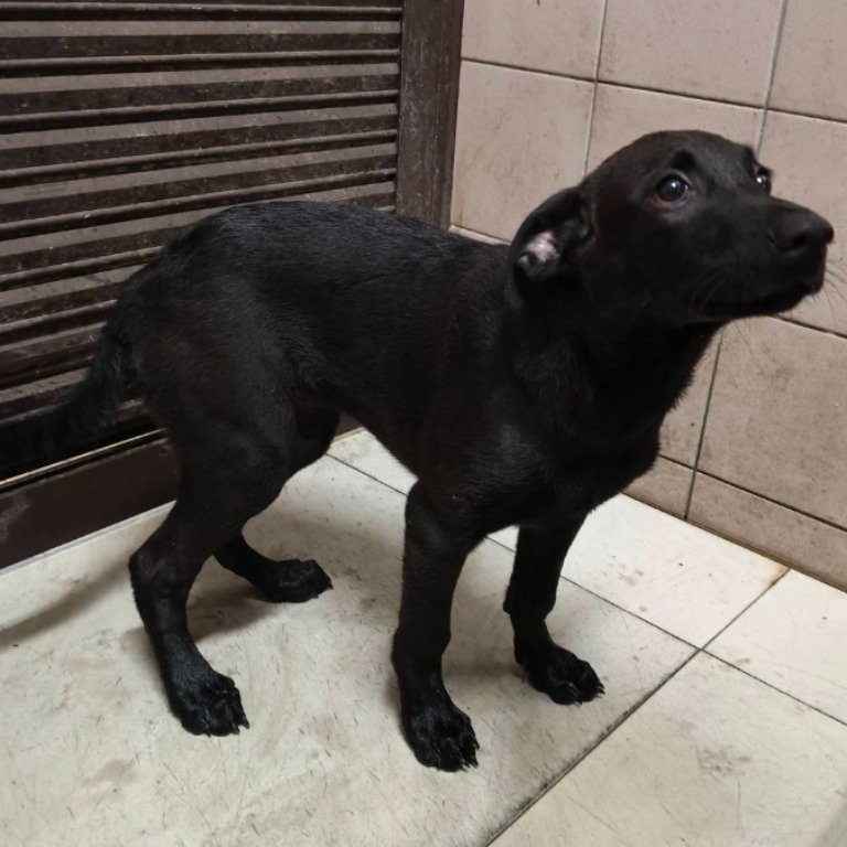 混種犬