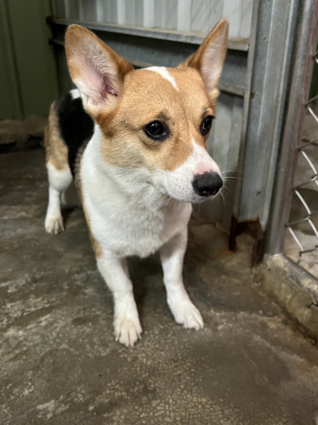 威爾斯柯基犬