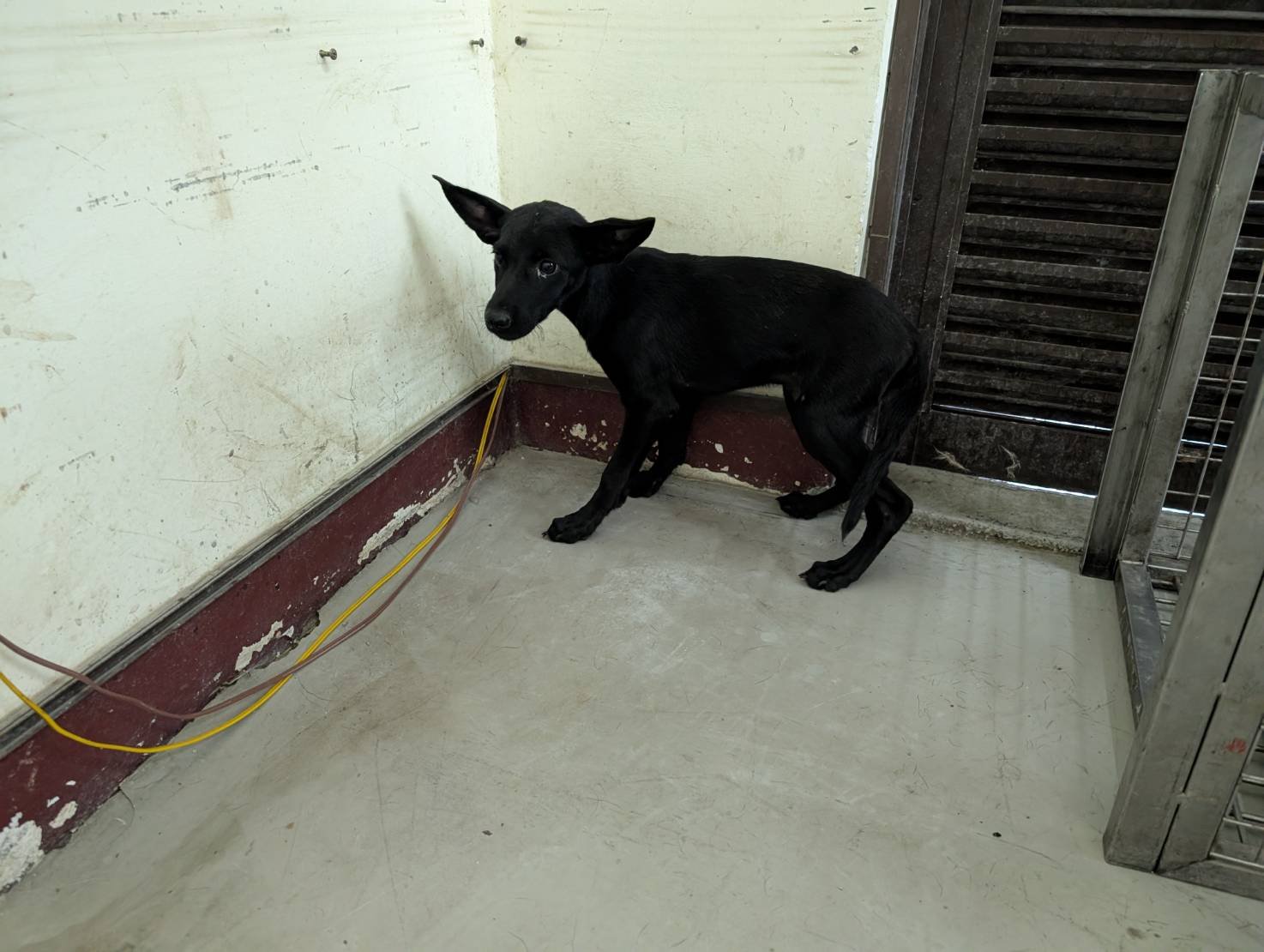 混種犬