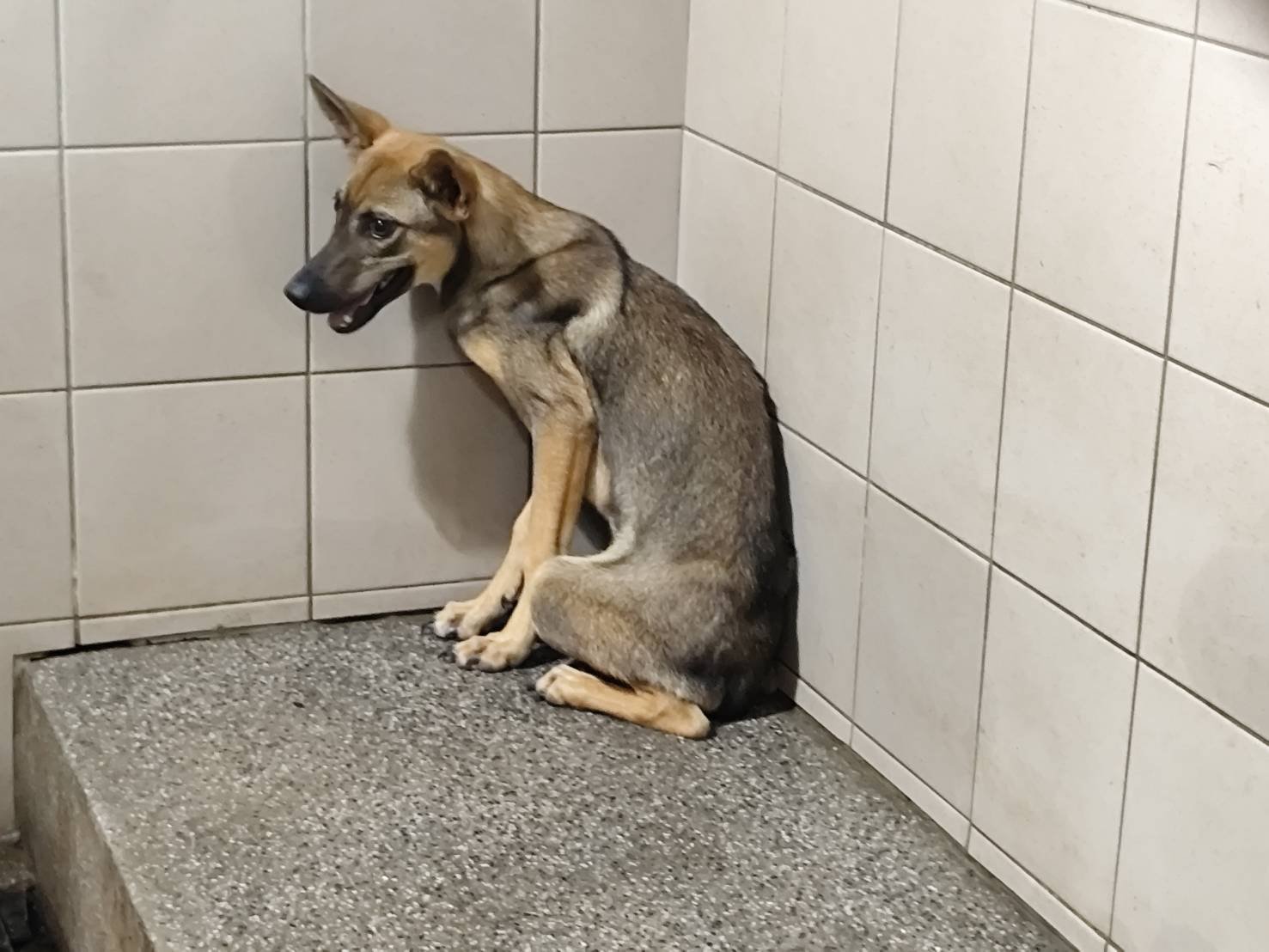 混種犬