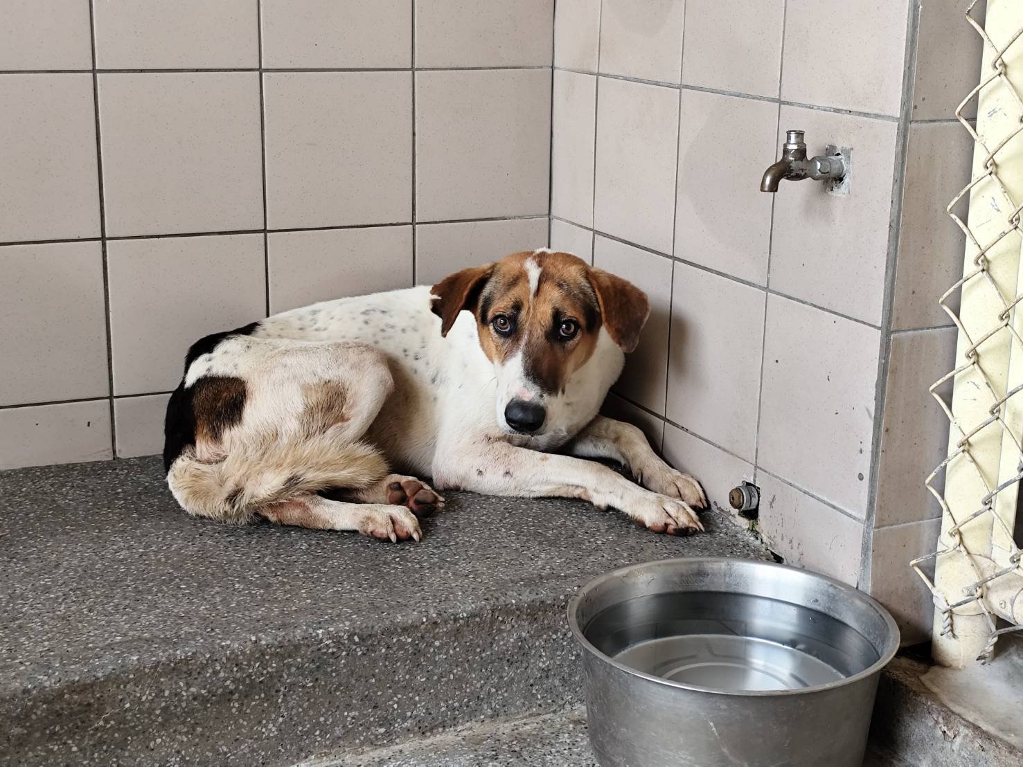 混種犬