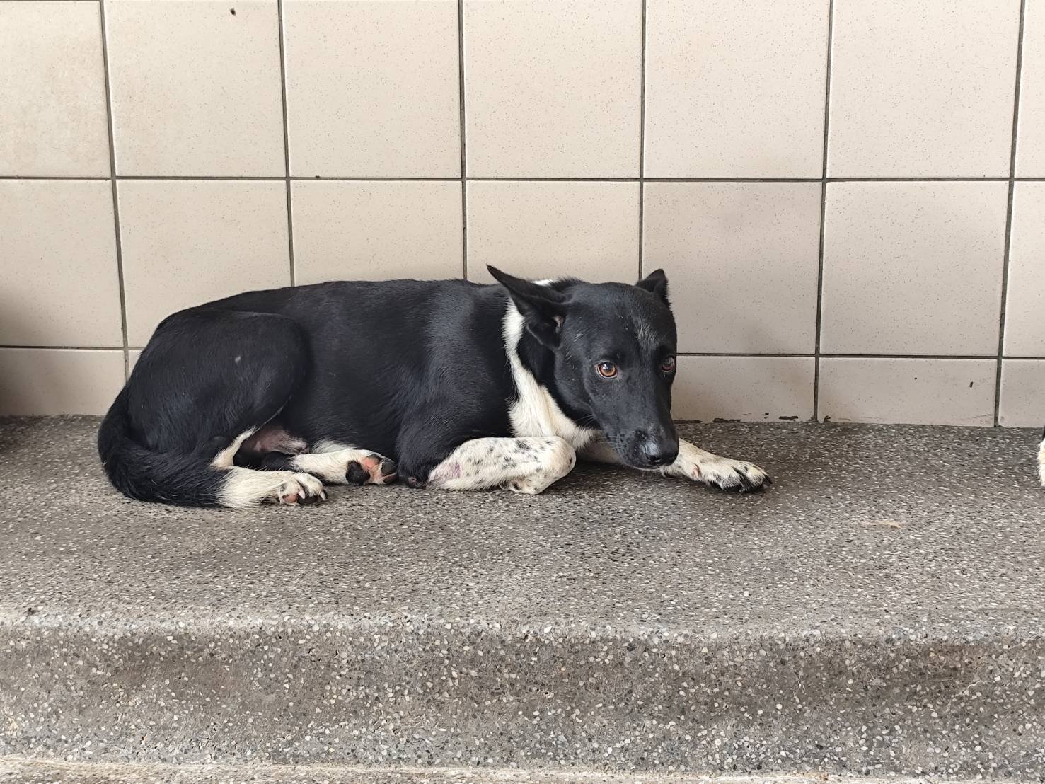 混種犬