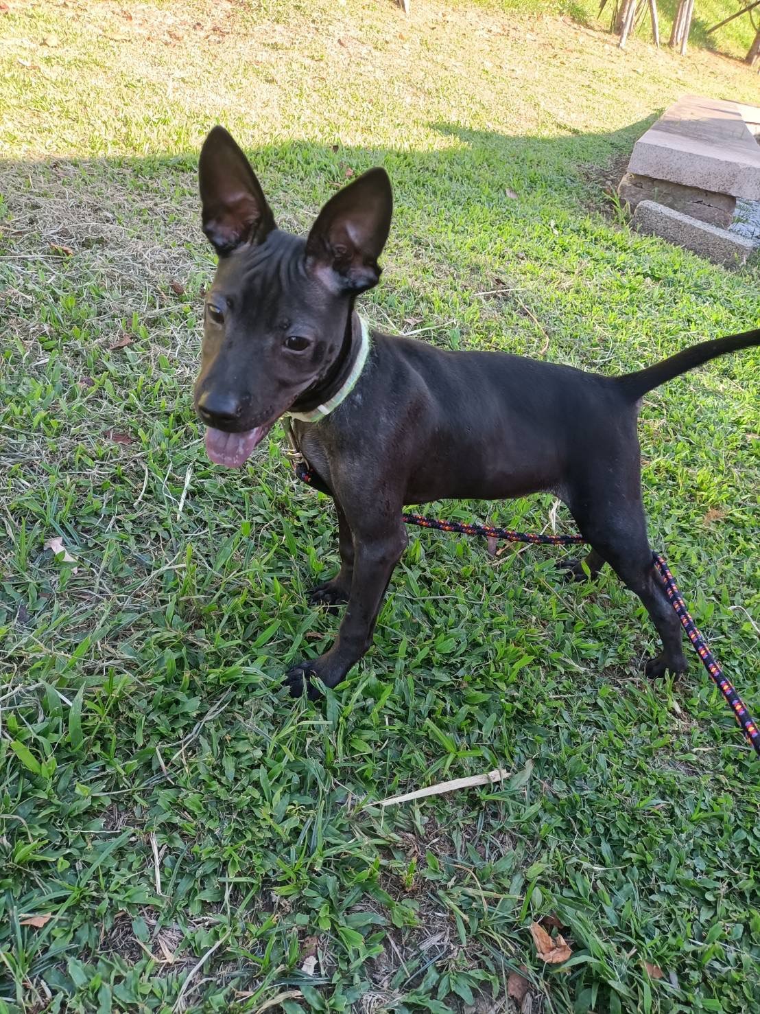 混種犬