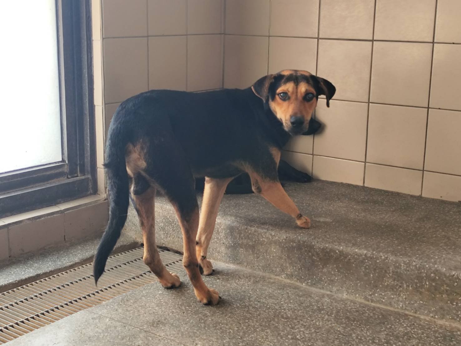 混種犬