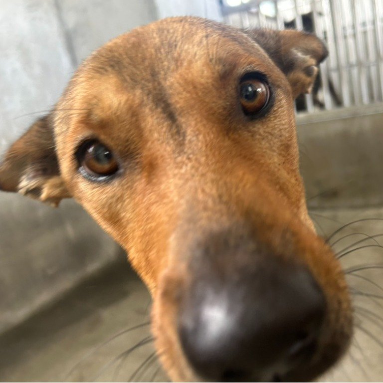 混種犬