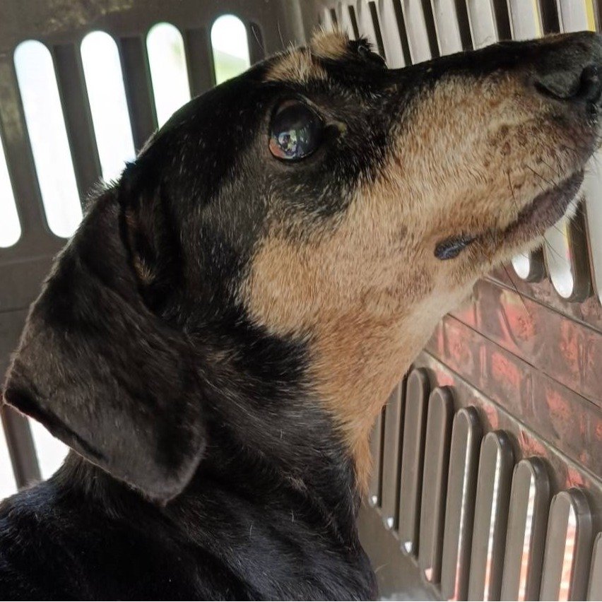 臘腸犬