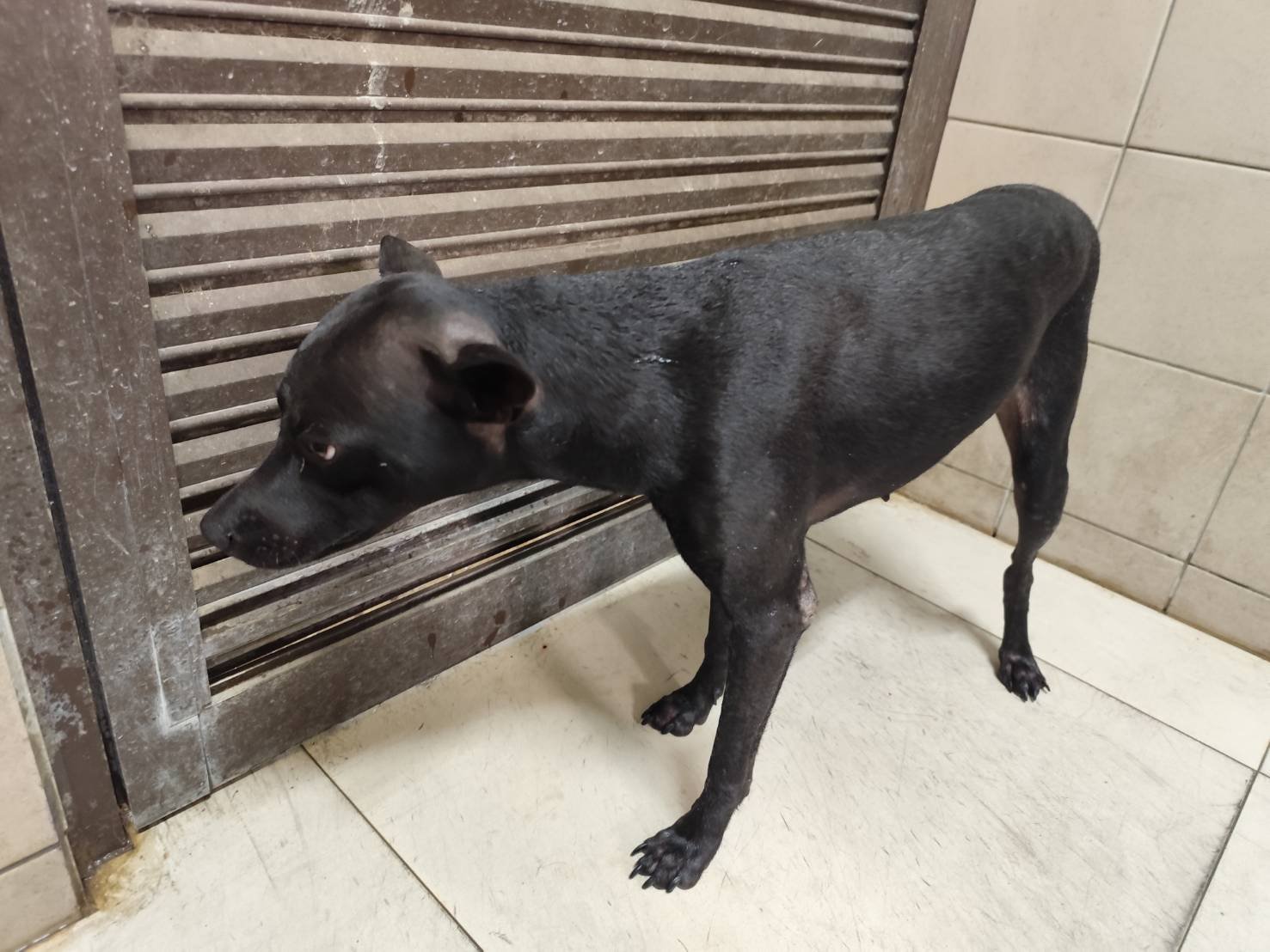 混種犬