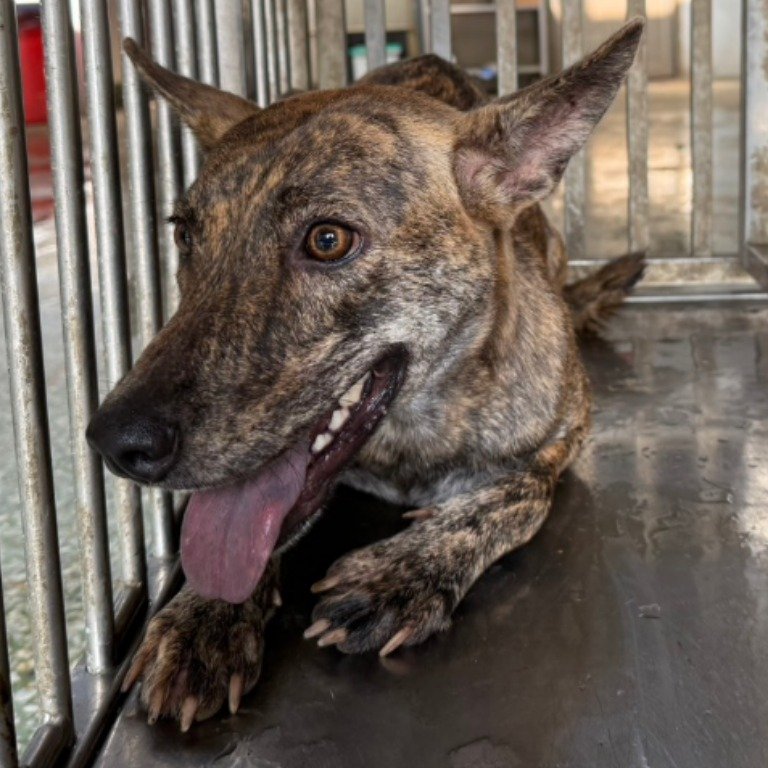 混種犬