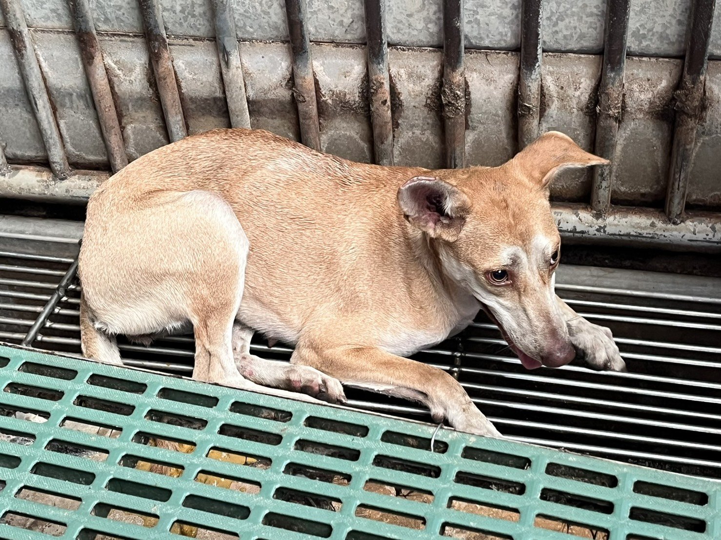 混種犬