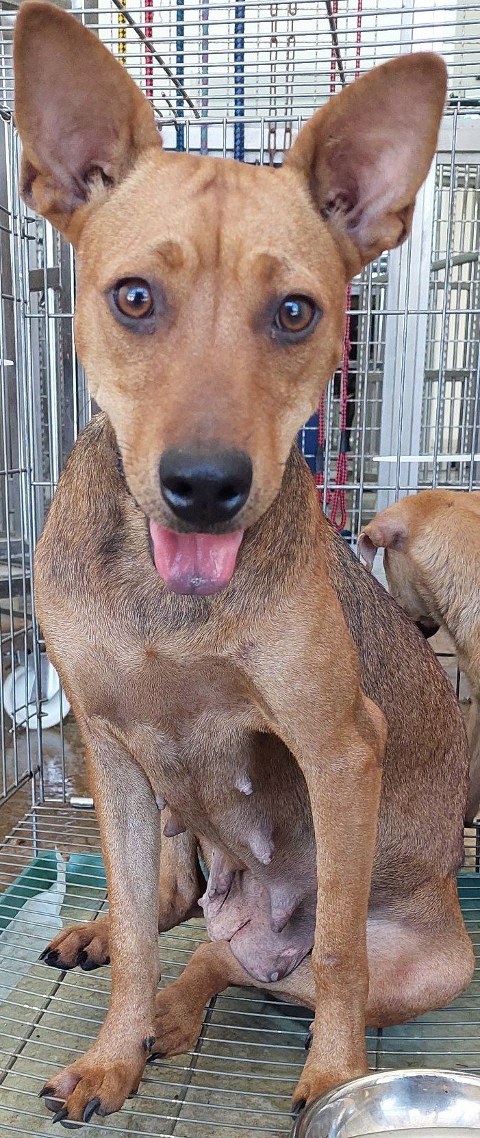 混種犬