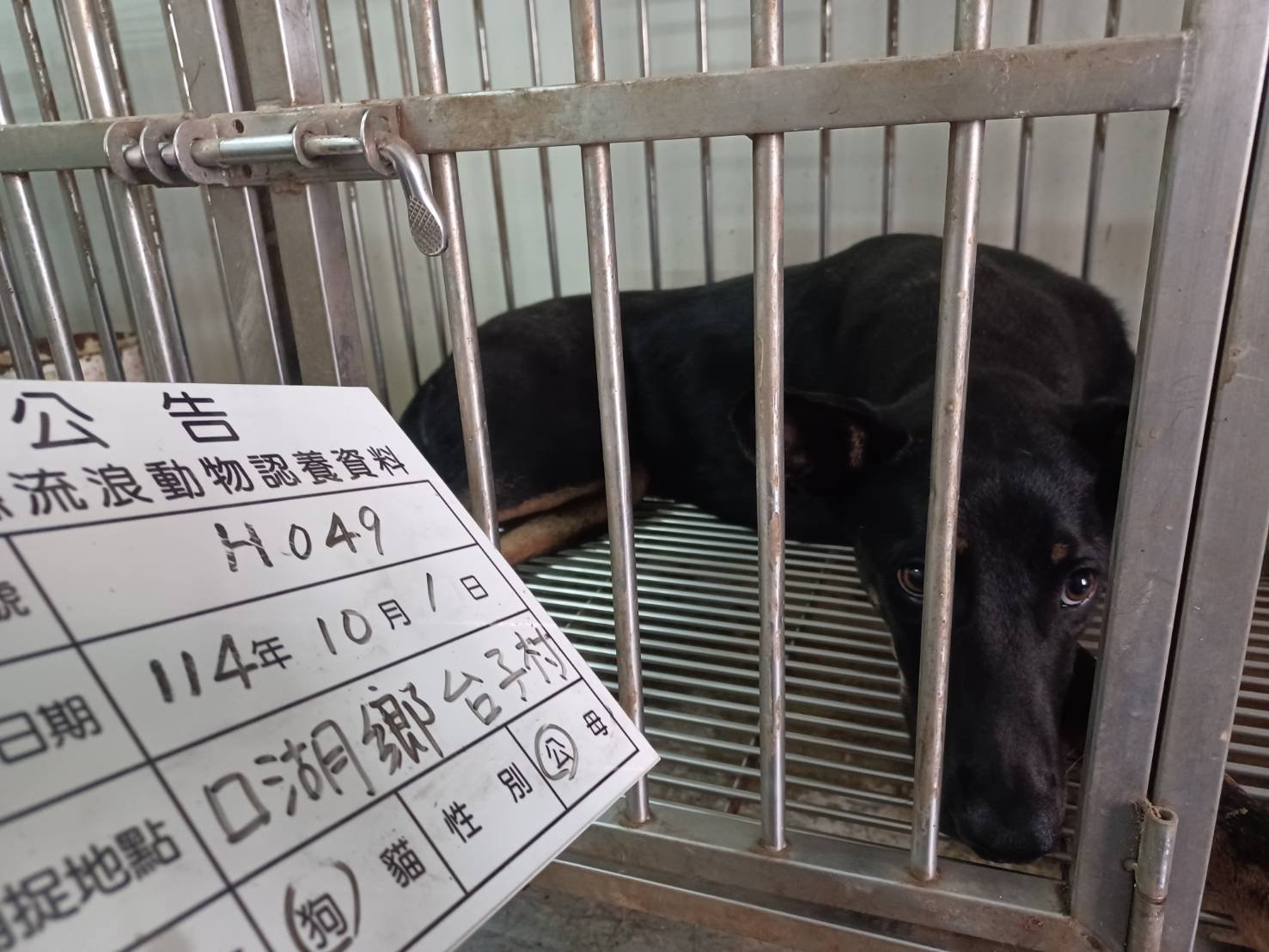 混種犬