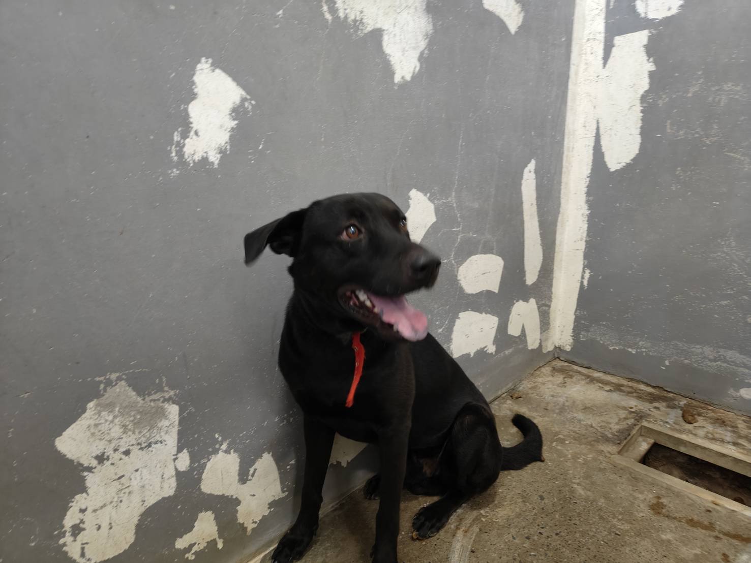 混種犬