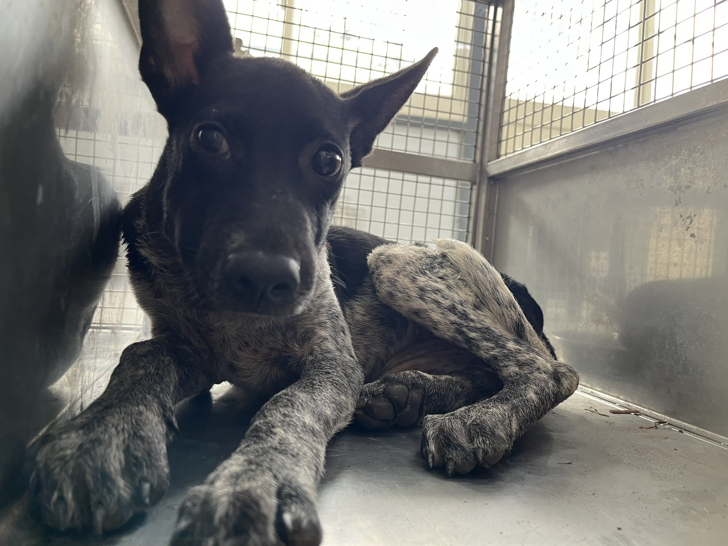 混種犬