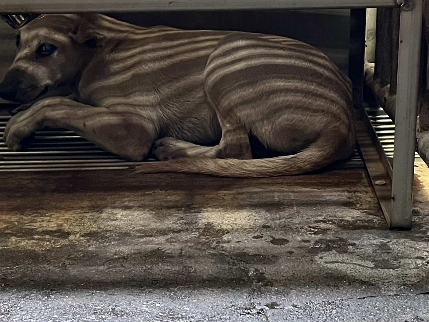 混種犬