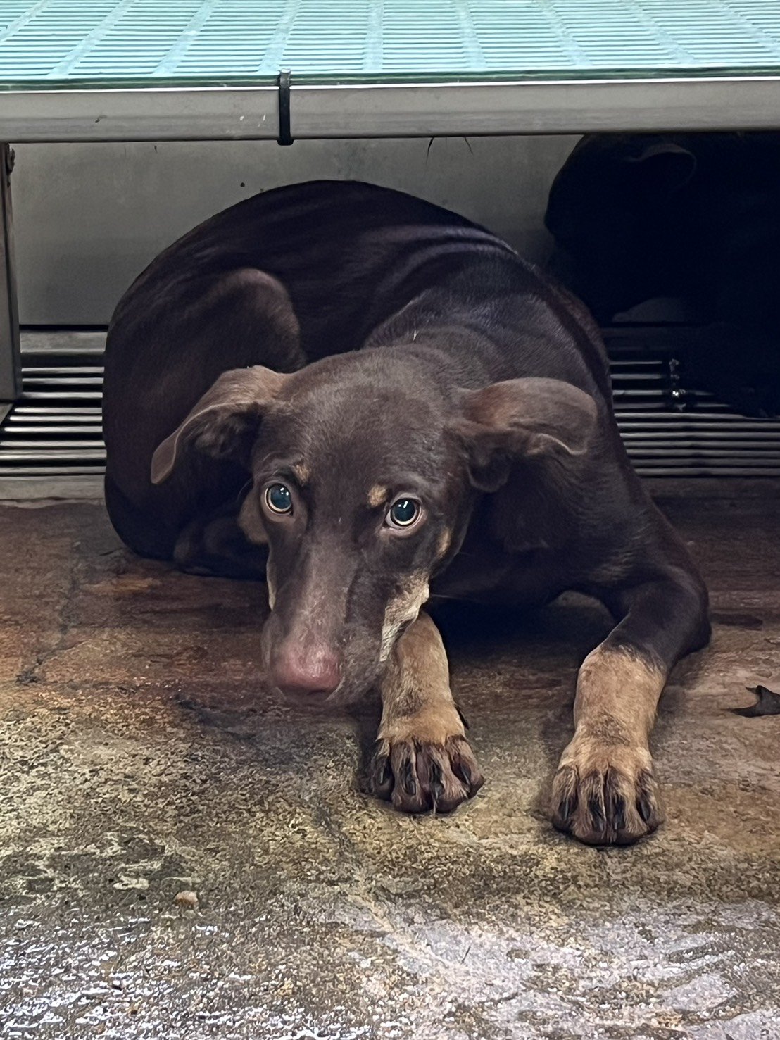 混種犬
