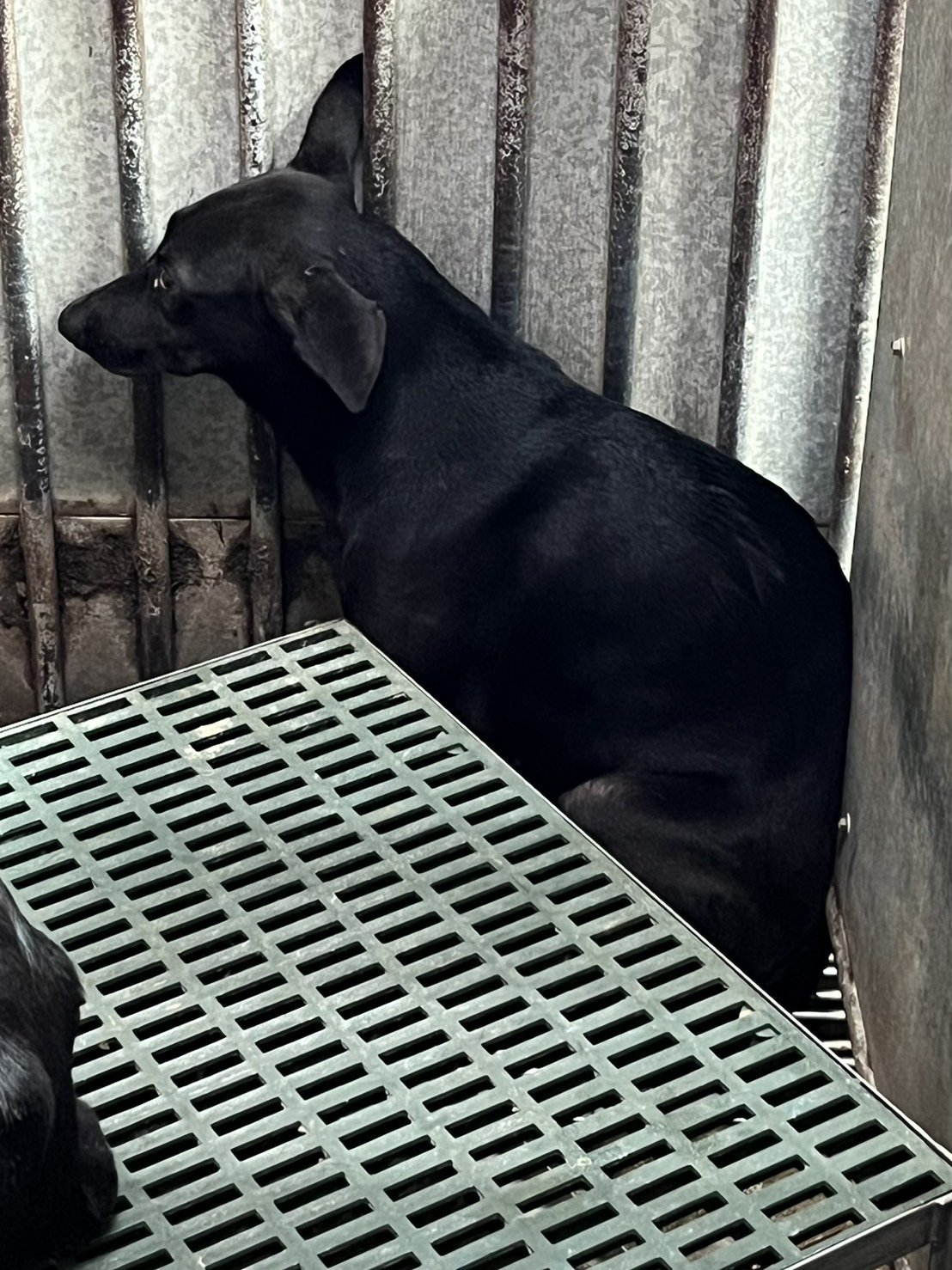 混種犬