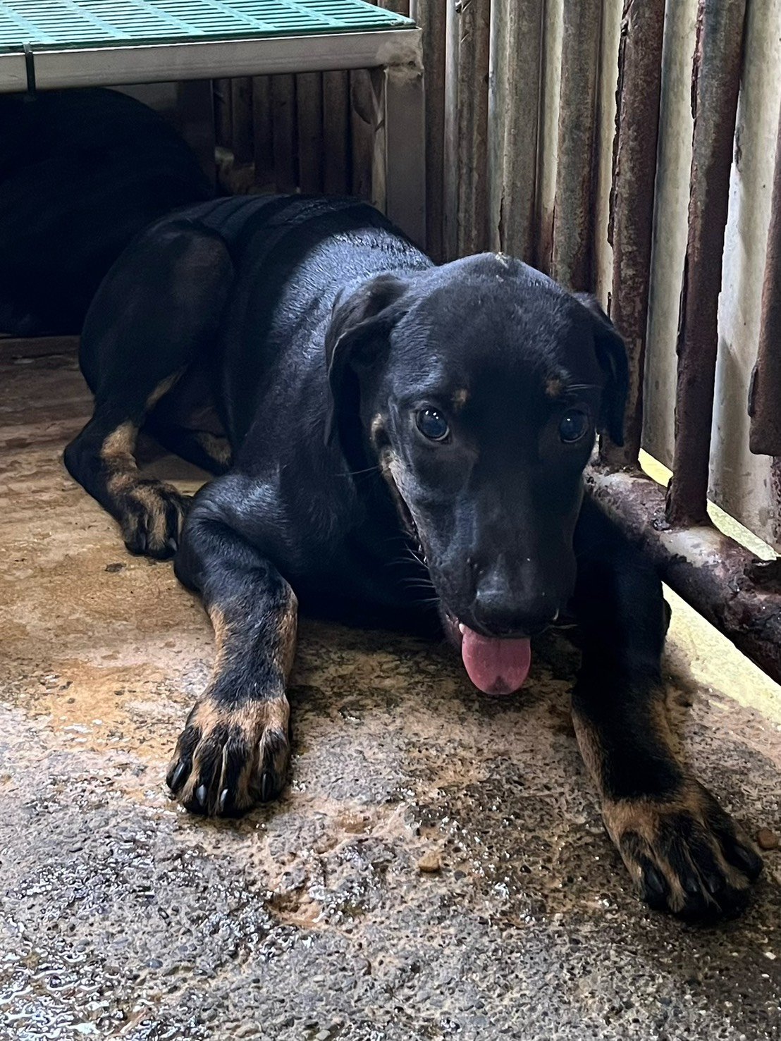 混種犬