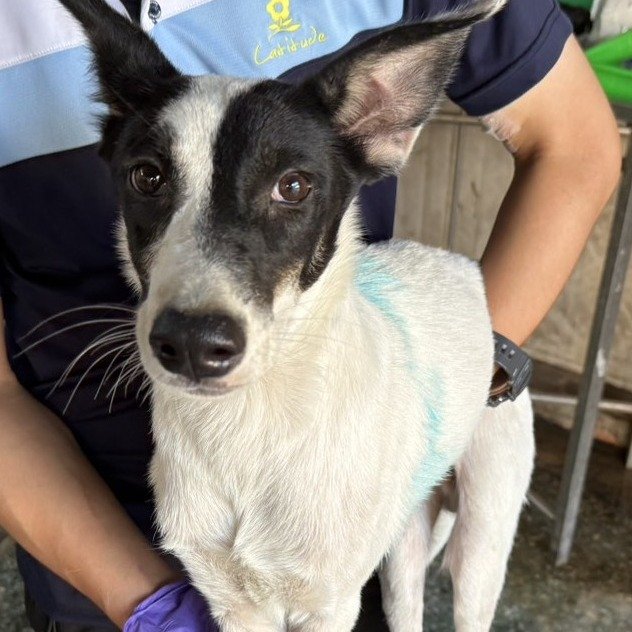混種犬