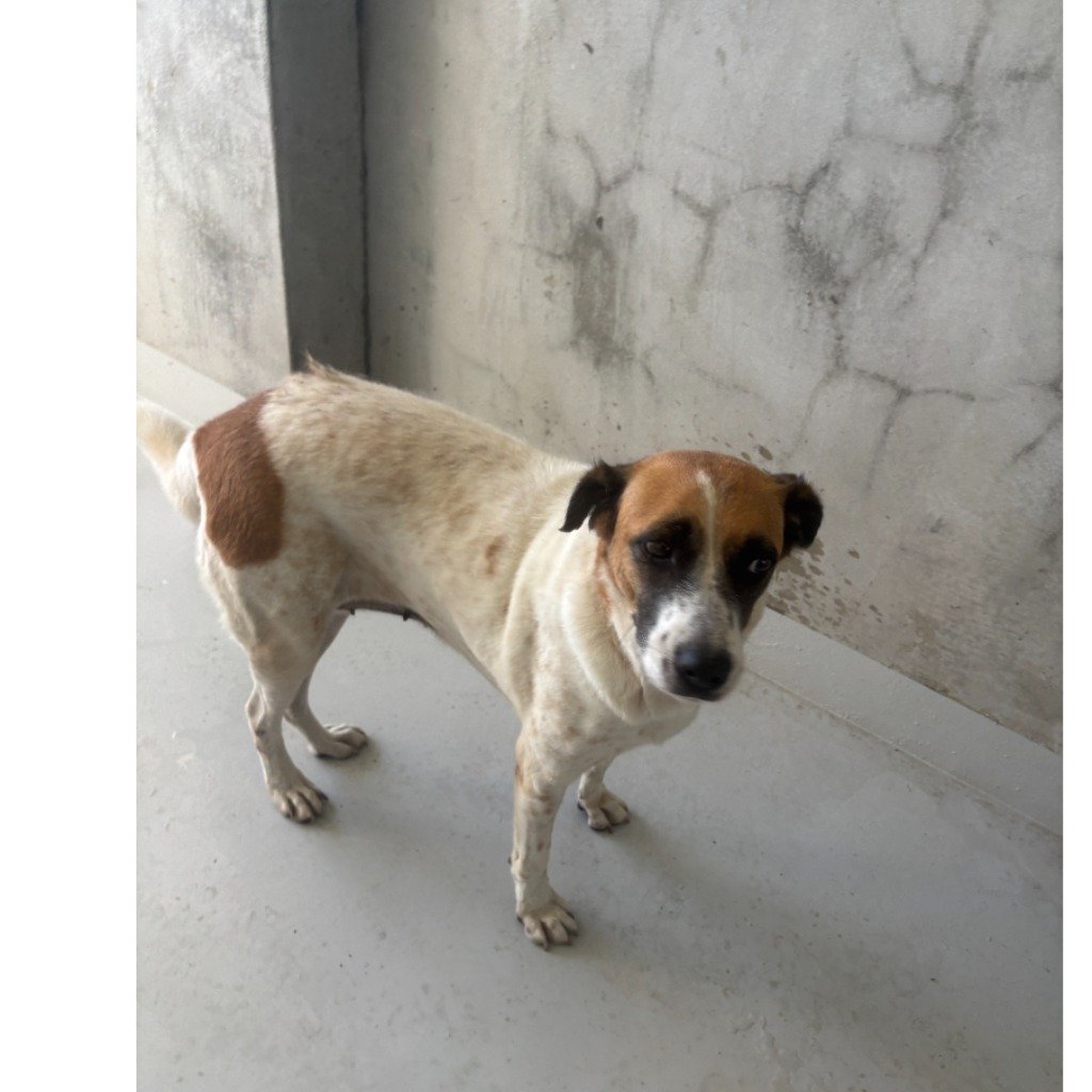 混種犬