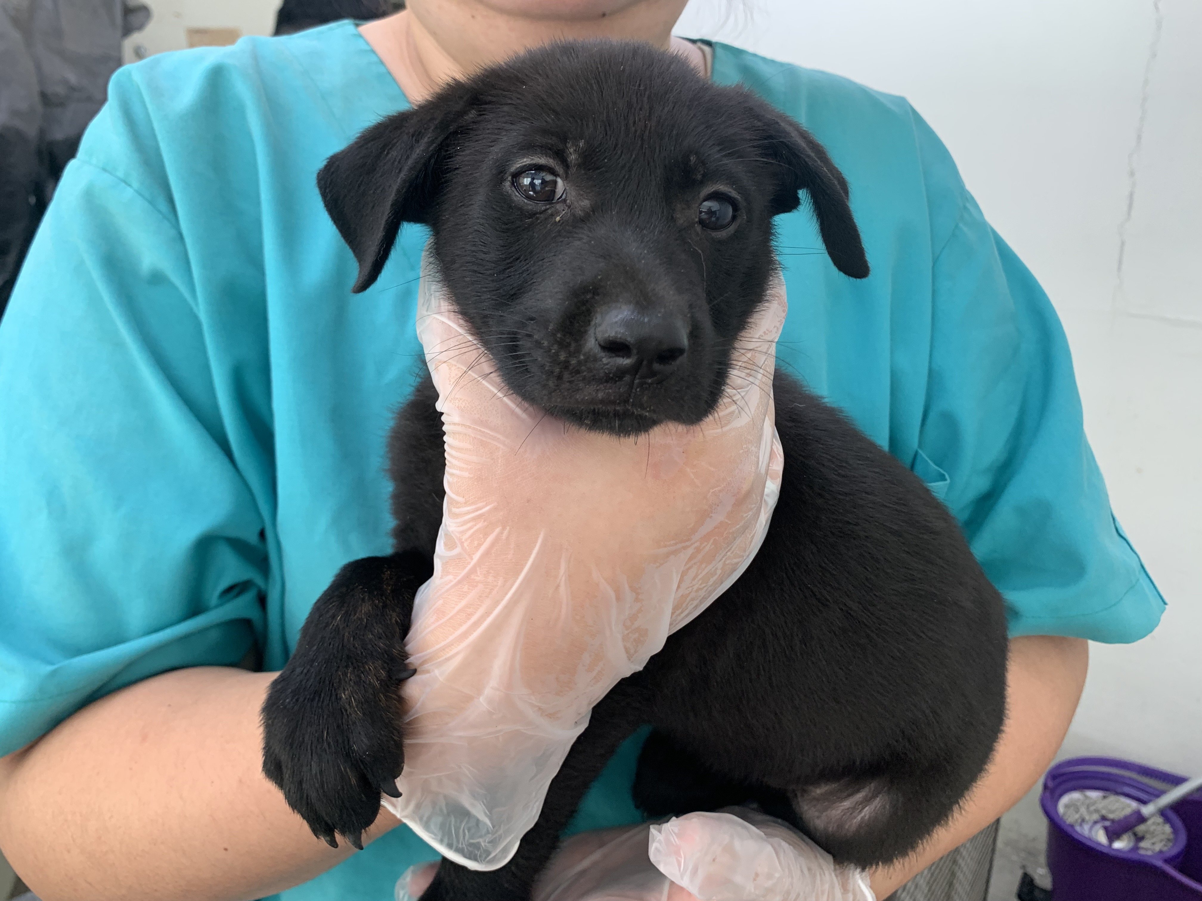 混種犬