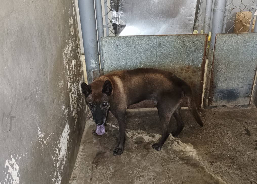 混種犬