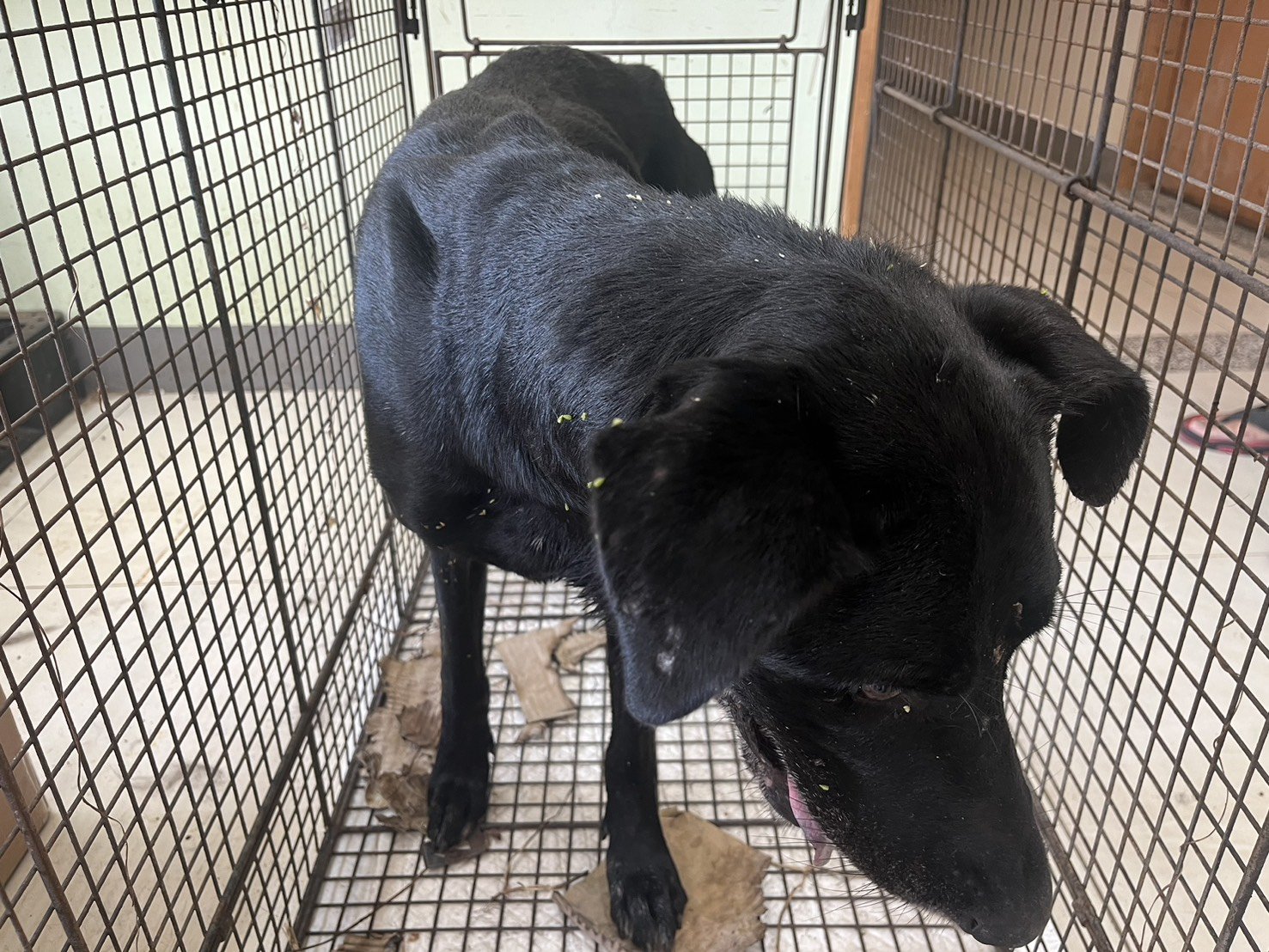 混種犬