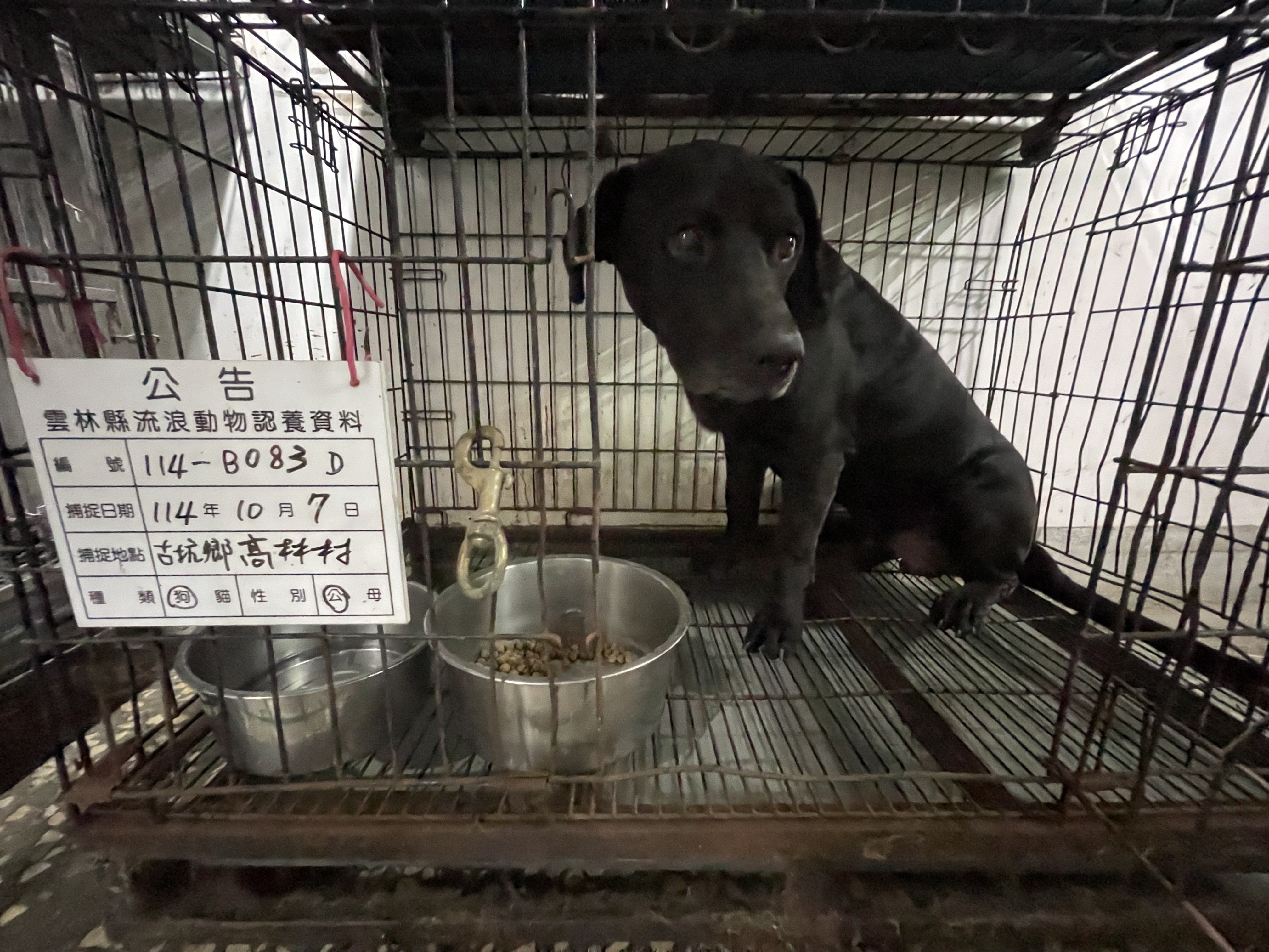 混種犬